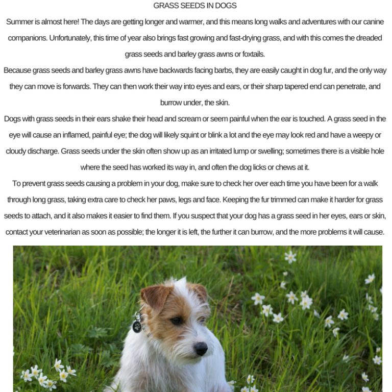 Grass Seed In Dogs Wanganui Veterinary Services