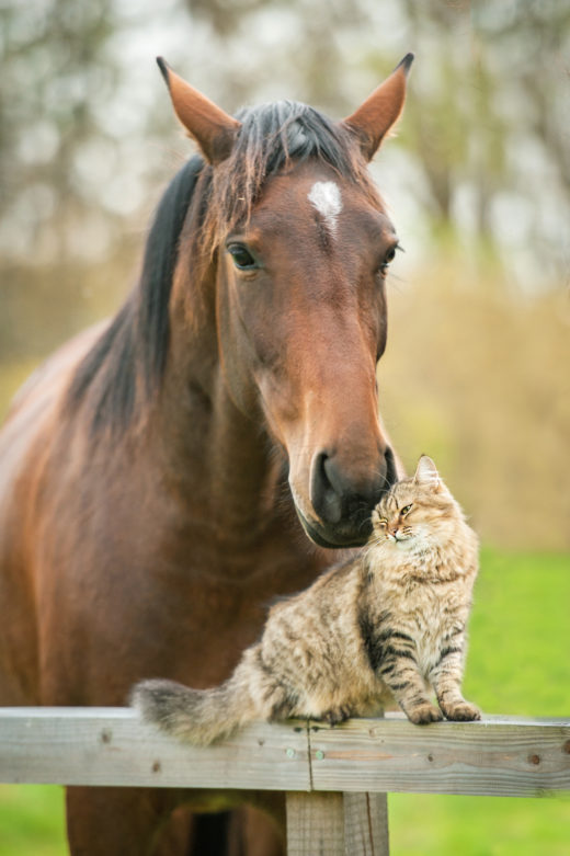 Friendship of cat and horse Wanganui Veterinary Services